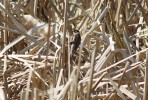 Strnad rákosní (Emberiza schoeniclus) se tu objevuje spíše v době tahu. Foto A. Funk