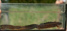 Silně ohrožený čolek velký (Triturus cristatus), samec vpravo, samice vlevo.  Foto R. Studený