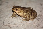 Ropucha obecná (Bufo bufo). Foto A. Funk