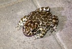Ropucha zelená (Bufotes viridis). Foto A. Funk