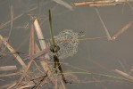 Typická snůška s vajíčky skokana štíhlého (Rana dalmatina). Foto A. Funk
