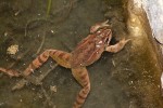 Skokan štíhlý (Rana dalmatina). Foto A. Funk