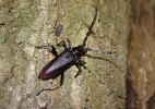 Tesařík obrovský (Cerambyx cerdo) žije v Praze pouze na dubech u Homolky. Foto A. Funk