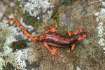 Samice Lyciasalamandra fazilae ulfetae. Foto T. Holer. Foto T. Holer
