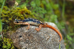 Samec Lyciasalamandra luschani luschani. Foto V. Víta