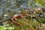 Lyciasalamandra flavimembris flavimembris,  samice. K ohrožujícím faktorům tohoto druhu patří lesní požáry. Foto D. Koleška