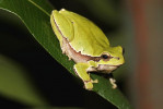 Rosnička východní (Hyla orientalis). Foto D. Koleška