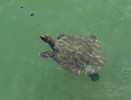 Kožnatka africká (Trionyx triunguis) má v Turecku severní okraj areálu. Foto V. Víta