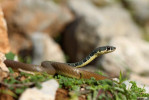 Štíhlovka útlá neboli rusalčí (Platyceps najadum) proniká přes Malou Asii až na Balkánský poloostrov. Foto V. Víta