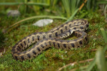 Variabilita zbarvení i fylogenetických linií užovky obojkové (Natrix natrix) v Eurasii příliš neodpovídá rozlišovaným poddruhům. Foto D. Koleška