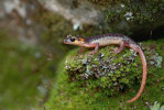 Samec mloka Lyciasalamandra antalyana antalyana. Foto T. Holer