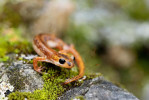 Mlok Lyciasalamandra billae billae. Foto T. Holer