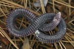 V podzemí žijící dvouplaz kroužkovec evropský (Blanus strauchi). Foto V. Víta