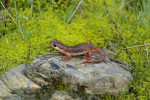 Samice mloka Lyciasalamandra billae arikani. Foto V. Víta