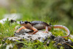 Samec mloka Lyciasalamandra luschani finikensis. Foto T. Holer