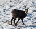 Kamzík tatranský (Rupicapra rupicapra tatrica) – endemický poddruh a glaciální relikt Západních a Východních Tater. Foto P. Urban