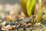Larva jepice Centroptilum luteolum. Tento poměrně nenáročný druh se od počátku 21. století šíří prakticky ve všech typech toků, což je zřejmé také z porovnání s jeho výskytem v letech 1955–60 (viz např. Živa 2014, 5: 215–218). Foto J. Hamrský
