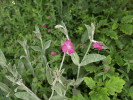 Kohoutek věncový (Lychnis corona - ria) je spíše luční druh, ale proniká i do světlých teplomilných lesů. Foto P. Maděra