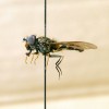 Samec pestřenky druhu Syrphus nitidifrons odchycený 5. května 2018 na území Těchanova (okres Bruntál).  Na hlavě jsou vidět důležité determinační znaky – leskle černé čelo a černý pruh táhnoucí se od ústní hrany k oku. Foto M. Král