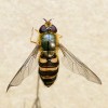 Samice druhu Syrphus admirandus chycená 25. května 2018. Foto M. Král v katastru  Jiříkova má leskle žluté čelo hned nad tykadly.