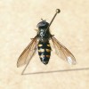 Samec pestřenky druhu Syrphus nitidifrons odchycený 5. května 2018 na území Těchanova (okres Bruntál).  Na třetím a čtvrtém článku zadečku jsou charakteristické párové skvrny tvaru misky. Foto M. Král 