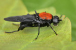 Bráněnka červená (Clitellaria ephippium) je nápadná svou velikostí, zbarvením i silným otrněním hrudního štítku. Foto S. Krejčík