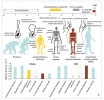 Příklady znaků zvyšujících efektivitu lokomoce vybraných vymřelých homininů (Australopithecus afarensis, Homo ergaster, neandertálci – H. neanderthalensis), jejich časové zařazení a odhadované  či předpokládané náklady na chůzi a běh ve srovnání s měřenými náklady šimpanzů a současných lidí (H. sapiens sapiens, anatomicky moderní člověk – AMČ). Upraveno podle: D. M. Bramble a D. E. Lieberman (2004), M. Hora a V. Sládek (2014), H. Pontzer a kol. (2009, 2014),  D. A. Raichlen a kol. (2011), J. Rubenson a kol. (2007), M. D. Sockol a kol. (2007)