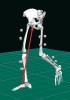 Model dolních končetin současného muže při chůzi vytvořený v softwaru Visual3D. Šedé koule představují pozice reflexních markerů sloužících k záznamu pohybu jednotlivých částí dolní končetiny v prostoru a čase. Červená šipka zobrazuje orientaci síly, kterou Země působí na naše tělo v odpovědi na  působení našeho těla na Zemi.  Proti této síle účinkují během pohybu natahovače (extenzory) kloubů dolní končetiny a udržují tak lidské tělo  ve vzpřímené pozici. Orig. M. Hora a V. Sládek