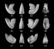 Hlavonožec Aegyptosaepia lugeri z paleocénu (59,2 milionu let) jižního Egypta. A – holotyp (typový exemplář,  podle něhož byl druh popsán), B a C – paratypy (jedinci typové série, slouží k popisu vlastností druhu, které nejsou patrné na holotypu); 1 a 3 – boční pohledy, 2 – zadní část schránky, 4 – přední část (oblast fragmokonu). Výška  exemplářů ca 2 cm. Snímky M. Košťáka