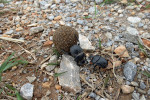 Vruboun Scarabaeus variolosus. Vrubounovití brouci (Scarabaeidae) se specializují na využití trusu nejčastěji velkých zvířat. S vymizením megafauny jich spousta vyhynula a v současnosti mnoho z nich patří mezi ohrožené živočichy. Západní Makedonie, Řecko. Foto A. Sucháčková Bartoňová