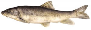 Parma prespanská (Barbus prespensis; 20 cm) je považována za endemický druh Velkého i Malého jezera Prespa. Molekulárně-fylogenetická studie však odhalila, že tento druh bude rozšířenější v jihozápadní jaderské oblasti, která se kryje s již neexistujícím jezerem Maliq spojeným s dnešním jezerem Prespa (Marková a kol. 2010). Skutečná druhová diverzita parem rodu Barbus na Balkáně však vyžaduje další podrobnější studium. Orig. R. Bošková