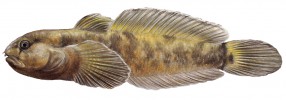 Hlaváč tatarský (Proterorhinus tataricus; 7 cm) má areál omezen na povodí říčky Černá na Krymu, jež má osobitou biogeografickou historii. Vedle hlaváče tatarského se zde vyskytuje několik  dalších endemických druhů, např. sekavec krymský (Cobitis taurica) a hrouzek šedavý (Gobio delyamurei). Je proto smutné, že toto místo trpí neregulovaným odběrem vody, takže zejména dolní tok v létě prakticky vysychá. Orig. R. Bošková