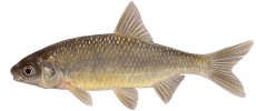Plotice prespanská (Rutilus prespensis; 9 cm). Na druhovou identitu této plotice není jednotný názor. Zatímco  jedni ji považují za „dobrý“ druh,  endemický v jezeře Prespa (Miloševič a kol. 2011), jiní (Bianco a Ketmaier 2014) ji uvádějí jen jako formu v oblasti více  rozšířeného druhu R. basak, kterého navíc považují za příslušníka rodu  Leucos. Jde o příklad skutečnosti,  že systematika a taxonomie mnoha  druhů evropských ryb není zdaleka ustálená. Orig. R. Bošková