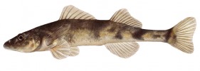 Drsek rhónský (Zingel asper; 12 cm) – tento kriticky ohrožený druh vlastně pravým endemitem není.  Původně obýval vhodná místa celého povodí Rhôny, ale po obrovských změnách říčního prostředí znečištěním,  těžbou štěrků, napřímeními a příčnými hrazeními toku nyní zbývají jen  fragmenty areálu v některých úsecích  řek Doubs, Durance a Ardèche. Orig. R. Bošková