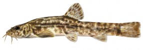 Endemit Ochridského jezera a horního toku Drinu mřenka ochridská (Barbatula sturanyi,  o velikosti asi 7 cm). Její blízce příbuzná  m. zetenská (B. zetensis) žije ve Skadarském jezeře. V Evropě jsou rozeznávány čtyři druhy rodu, fylogenetické  studie však ukazují, že jich bude více. Situaci komplikuje, že nejbližší příbuzní některých linií žijí až v Mongolsku. Orig. R. Bošková