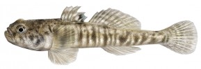 Samec hlaváče chorvatského (Knipowitschia croatica, velikost ryby 3,5 cm). Druh se  vyskytuje na malém  území v povodí dolní Neretvy, horní Maticy a v jezeře Bacina. Poznání skutečné  diverzity hlaváčů je velmi nedostatečné. Orig. R. Bošková