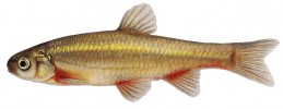 Ostroretka západní (Achondrostoma occidentale; 10 cm) – lokální endemit tří říček velmi malého, hustě obydleného území v západním cípu Portugalska, nedaleko Lisabonu. Druh se nyní vyskytuje pouze na polovině původního, již tak malého areálu, jeho prostředí ohrožuje znečišťování a odběr vody, intenzivní zemědělství a urbanizace. Počty a početnosti jeho populací klesají, a proto je předmětem záchranných chovů. Rod Achondrostoma se svými čtyřmi dosud známými druhy byl ustaven v r. 2007, kdy ze sběrného rodu ostroretek Chondrostoma byly vyděleny rody Achondrostoma, Iberochondrostoma, Pseudochondrostoma, Protochondrostoma a Parachondrostoma, z nichž první tři jsou endemity Iberského poloostrova. Orig. R. Bošková