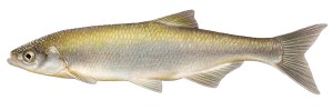 Ouklej rakouská (Alburnus mento; 18 cm) je omezena výskytem na 12 perialpských jezer horního povodí Dunaje v Rakousku a Bavorsku. Z téměř 50 druhů rodu rozšířených v Evropě a v Přední Asii je skoro polovina endemity pouze jediného nebo několika málo zeměpisně blízkých jezer. Velká druhová diverzita ouklejí byla rozeznána teprve v poslední době, protože diagnostické druhové znaky pelagických, stříbřitě zbarvených ryb jsou pro lidské oko hůře rozeznatelné, než je tomu např. u ryb žijících u dna. Orig. R. Bošková