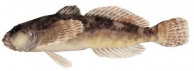 Vranka Rondeletova (Cottus rondeleti; 5,6 cm) se vyskytuje pouze na třech místech v povodí řeky Hérault v jižní Francii a náleží tak k druhům jihoevropských vranek s bodovým nebo velmi lokálním rozšířením. Všechny vranky jsou adaptovány na chladné vody a nemožnost překonat teplotně jiná  prostředí v dolních částech toku vedla v jižní Evropě k jejich speciaci. Rod se  70 druhy se vyskytuje v severnějších  částech severní polokoule, je fylogeneticky velmi rozrůzněn a pravděpodobně  není monofyletický. Zahrnuje však  vnitrojezerní radiaci 33 endemických druhů asijského jezera Bajkal. Orig. R. Bošková