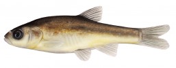 Slunka pamvotiská (Pelasgus epiroticus; 6 cm) – kriticky ohrožený endemit jezera Pamvotis (20 km2) v severozápadním Řecku, které bojuje se znečištěním  splašky. Rod Pelasgus byl ustaven teprve v r. 2007 pro celkem 6 druhů, charakterizovaných ztluštělými paprsky v prsní ploutvi samců a tvořících samostatnou fylogenetickou linii. Jméno rodu je  odvozeno od národa Pelasgů, kteří  obývali pobřeží Egejského moře před příchodem Řeků. Orig. R. Bošková