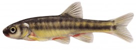 Střevle pruhotělá (Phoxinus strandjae; 5 cm) obývá povodí pouze dvou řek, Veleky a Rezovsky (Mutludere),  které vtékají do Černého moře z pohoří Strandža na pomezí Bulharska a Turecka. Druhová diverzita evropských střevlí  je daleko větší, než se ještě donedávna předpokládalo (Palandačič a kol. 2017). Na území České republiky se nevyskytuje střevle potoční (P. phoxinus), jak se dosud uvádí. Tento druh je zřejmě  omezen jen na oblast kolem středního toku Rýna. U nás žije v povodí Dunaje střevle podunajská (P. marsilii) a v povod­í Labe střevle polabská (P. morella). Orig. R. Bošková