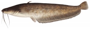Sumec Aristotelův (Silurus aristotelis; velikost zobrazené ryby 19 cm) – ohrožený endemit povodí řeky Acheloos, včetně jezer Trichonis a Amvrakia.  Introdukován byl do jezer Pamvotis a Volvi. Od sumce velkého (S. glanis) se liší zelenavým zbarvením, daleko menším vzrůstem a pouze jedním párem vousků na spodní čelisti. Dosud se traduje,  že to byl již Aristoteles, kdo pozoroval a popsal jeho rodičovské chování,  ve skutečnosti je doloženo, že Aristoteles pozoroval sumce v řece Strymon (Struma), kde se ale tento druh nevyskytuje. Orig. R. Bošková