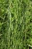 Jílek vytrvalý (Lollium perenne) obsahuje ve svých pletivech alkaloid lolitrem, který si ale nesyntetizují samy, produkují ho jejich endofytní houby. Foto L. Hrouda