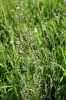 Kostřava červená (Festuca rubra) obsahuje ve svých pletivech alkaloid lolitrem, který si ale nesyntetizují samy, produkují ho jejich endofytní houby. Foto L. Hrouda