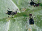 Invazní mšice Impatientinum asiaticum na invazní hostitelské rostlině netýkavce žláznaté (Impatiens glandulifera). Foto J. Havelka