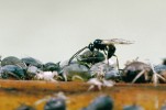 Dospělec mšicomara rodu Lysiphlebus v kolonii mšice makové. Foto J. Havelka