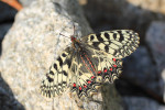 Pestrokřídlec podražcový (Zerynthia polyxena) je vázaný na porosty podražce křovištního (Aristolochia clematitis),  žije tedy i na lokalitách člověkem silně ovlivněných, např. na různých náspech. Foto P. Šípek