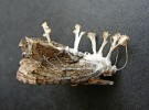 Píďalka jeskynní (Triphosa dubitata) usmrcená houbou z rodu  housenice (Cordyceps) ze štoly v Českém krasu. Stopkaté útvary nesou na koncích shluky drobných plodnic (peritecií). Foto A. Kubátová