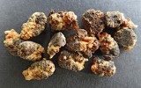 Další vřeckovýtrusná entomopato­genní houba Ascosphaera apis tvoří  na povrchu mrtvých larev včel medo­nosných (Apis mellifera) drobné  kulovité tmavé plodnice. Foto A. Kubátová