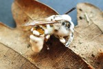 Beauveria bassiana je běžná entomopatogenní houba, která se také nejčastěji používá jako biologický prostředek proti přemnoženému hmyzu. Napadá širokou škálu hmyzích zástupců (není specializovaná). Na snímku usmrcená vosa s nápadnými  bílými porosty této  houby nalezená v lese v Českém středohoří. Foto A. Kubátová